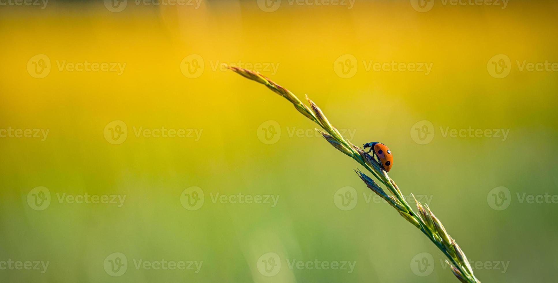 coccinella su erba macro avvicinamento, idilliaco natura tramonto. fantastico primavera estate flora e fauna concetto, bellezza nel natura striscione. panoramico avvicinamento all'aperto, prato campo e rosso coccinella, travi foto