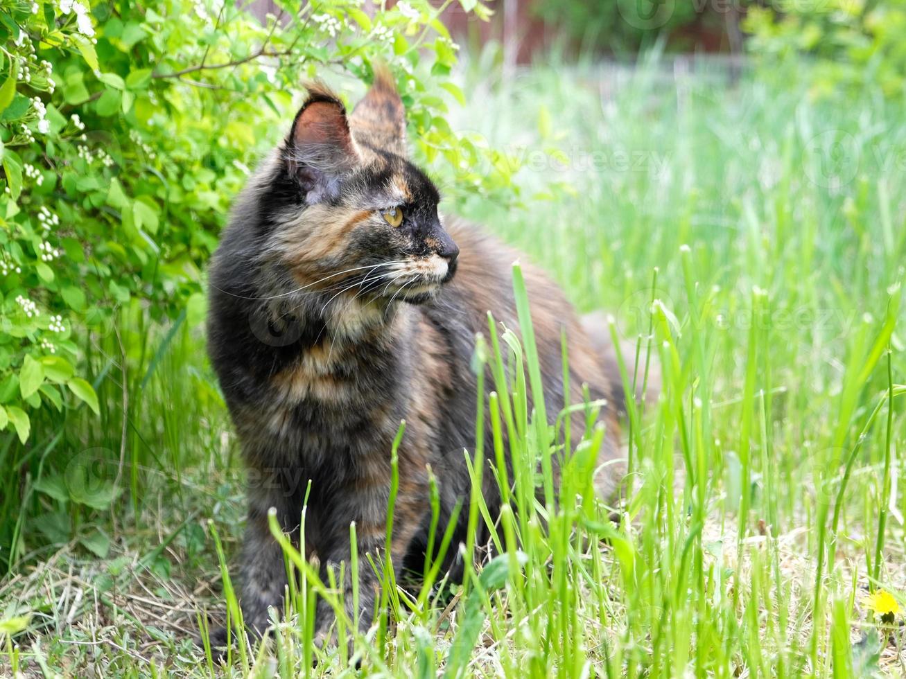grande Maine coon gatto nel il verde erba nel il giardino foto