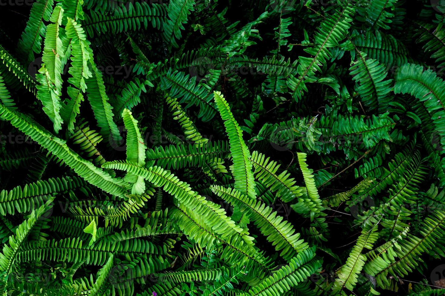 astratto sfondo. modelli di felce le foglie nel natura. natura sfondo concetto foto