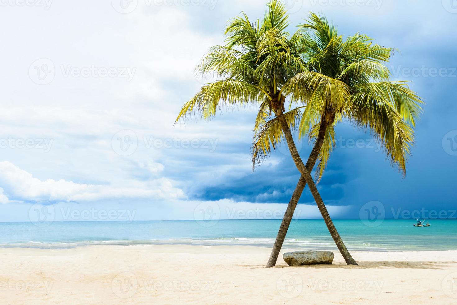 albero verde sulla spiaggia di sabbia bianca foto