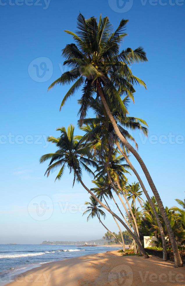 spiaggia tropicale con alberi di cocco foto