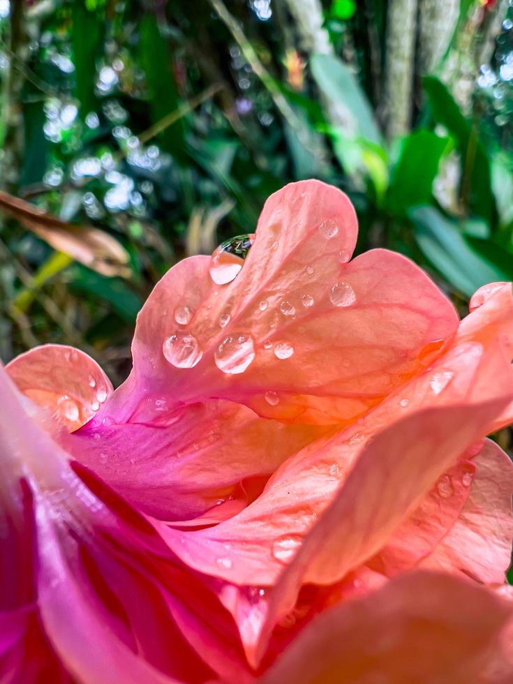 gocce d'acqua sui petali di rosa. foto