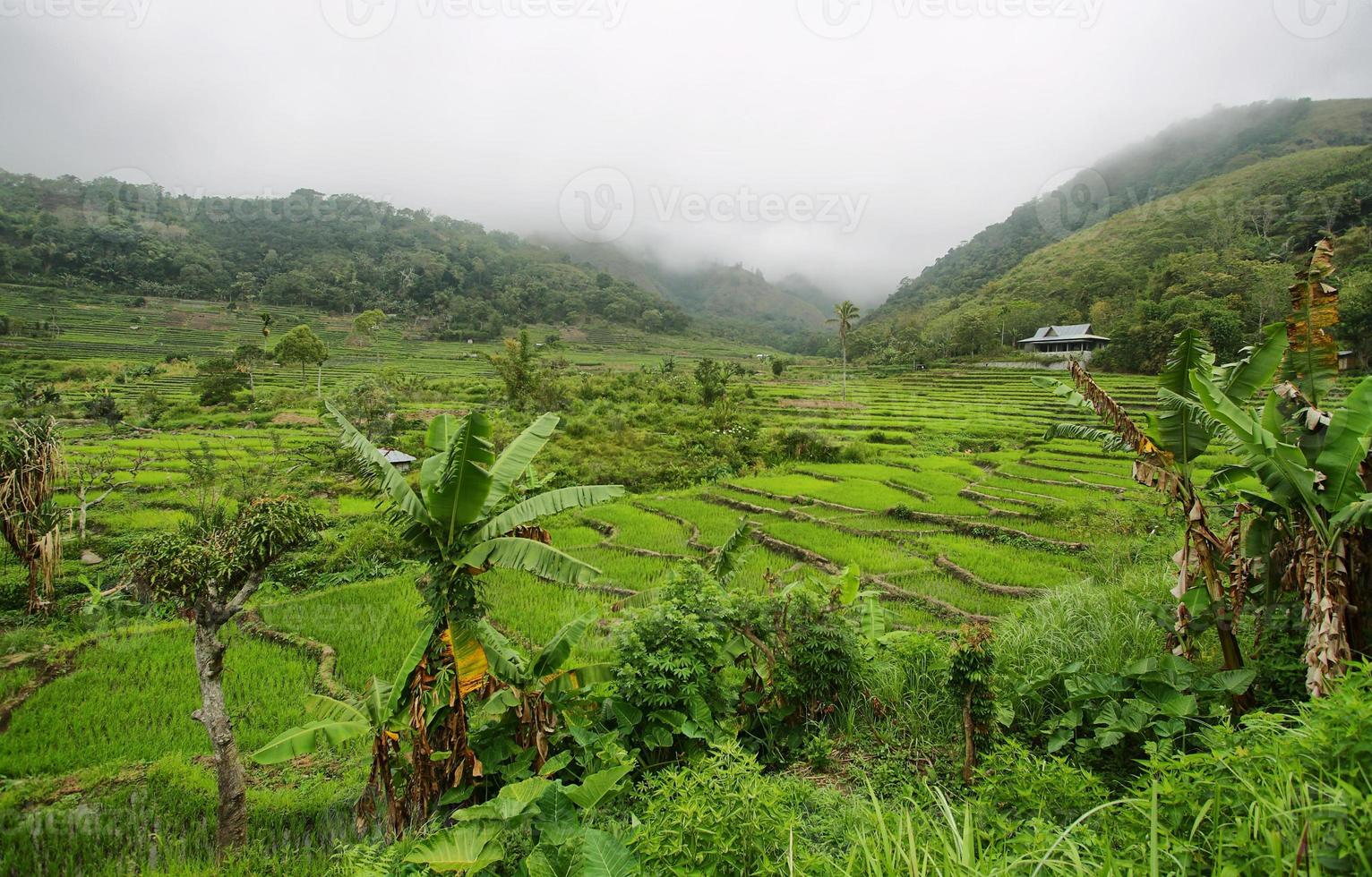 campi di riso verde brillante con palme foto