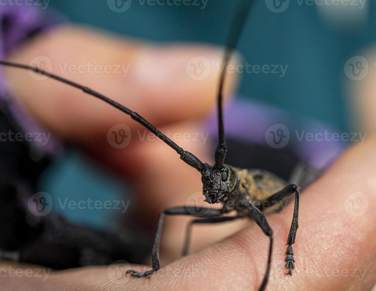 grande nero Longhorn scarafaggio avvicinamento si siede su umano mano foto