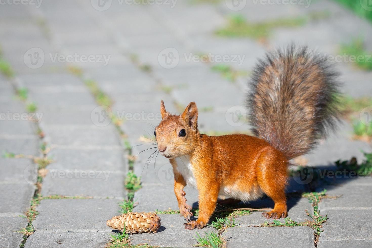 un' scoiattolo con un' Noce foto