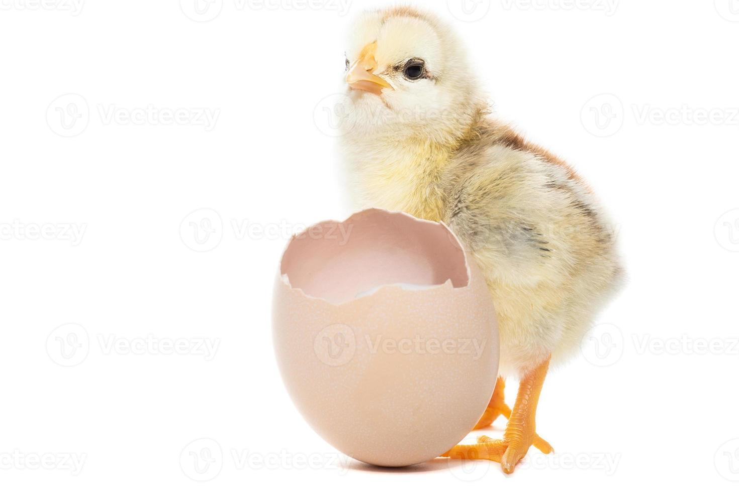 pollo covato a partire dal il conchiglia foto