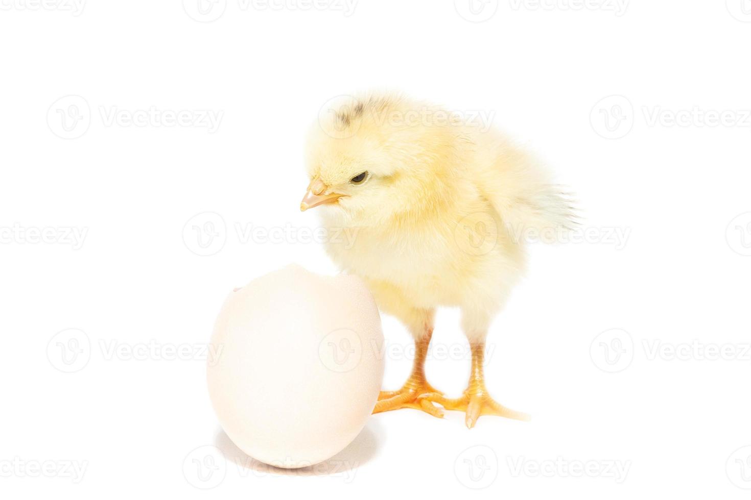 pollo covato a partire dal il conchiglia foto