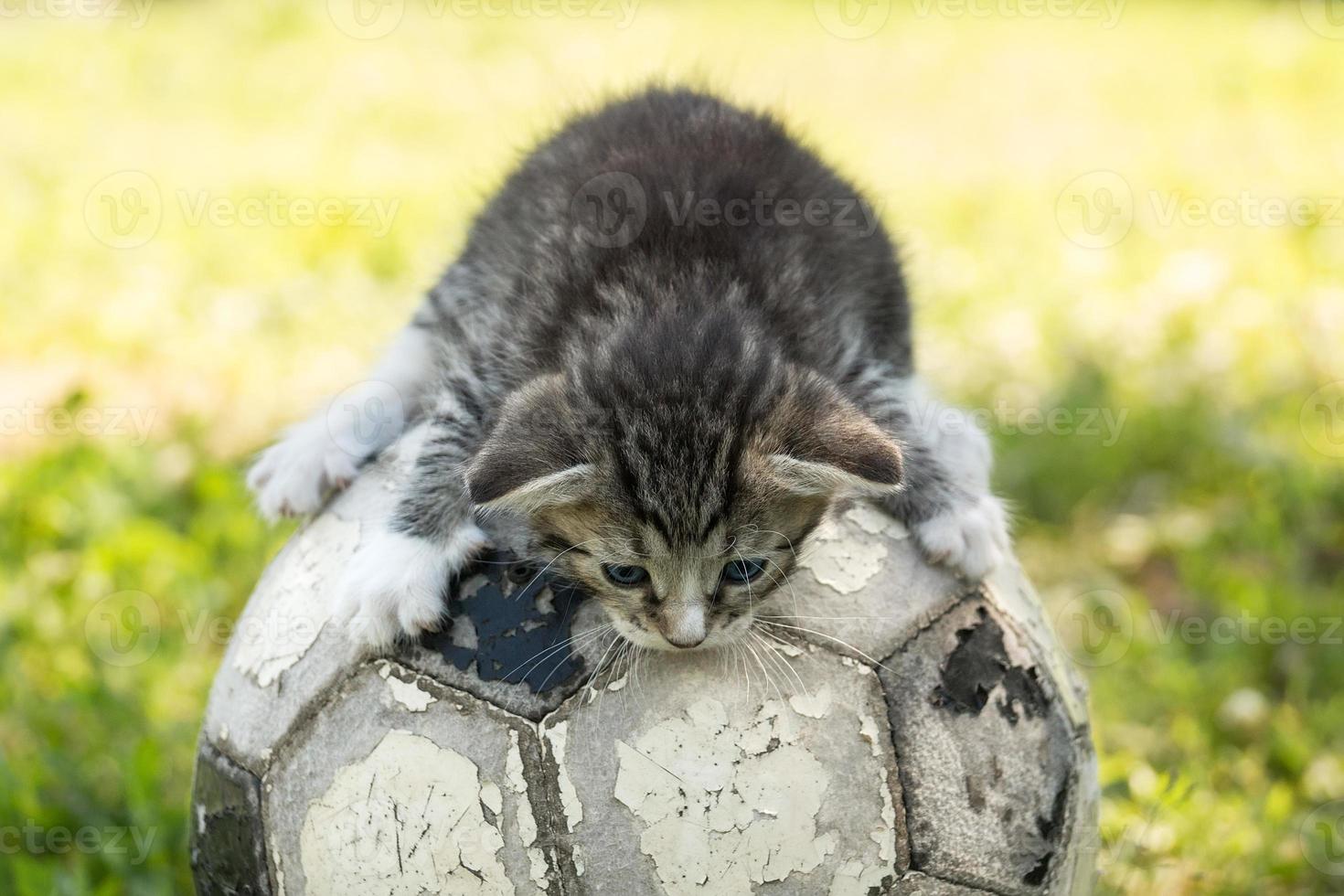 gattino con un' calcio palla foto