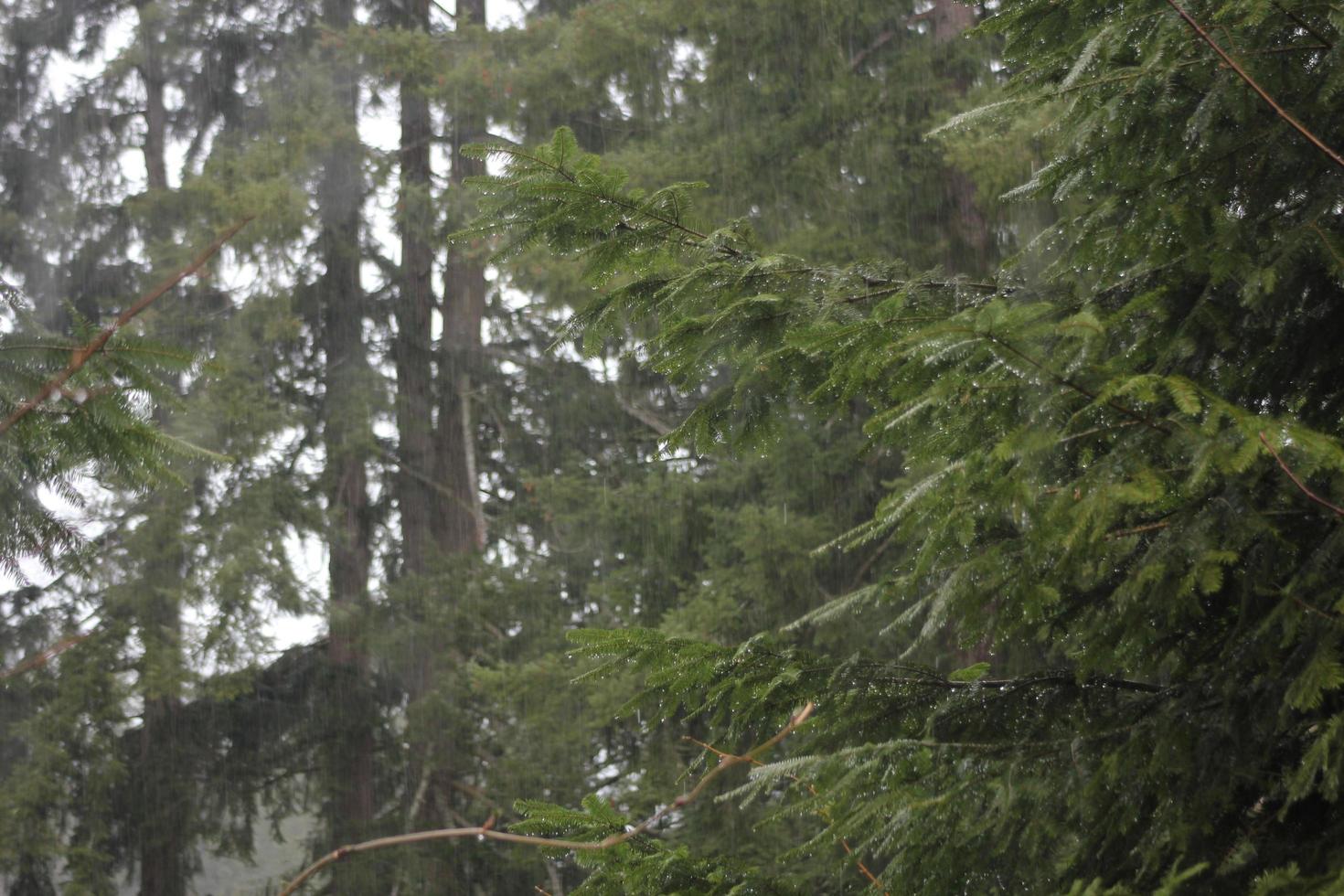 piovoso giorno nel il pino foresta foto