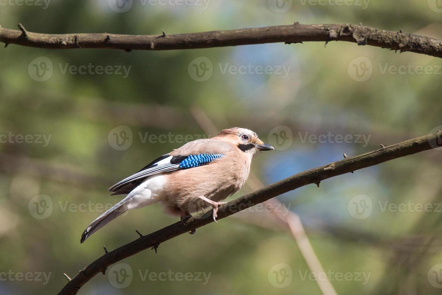 Garrulus glandarius su un' ramo foto