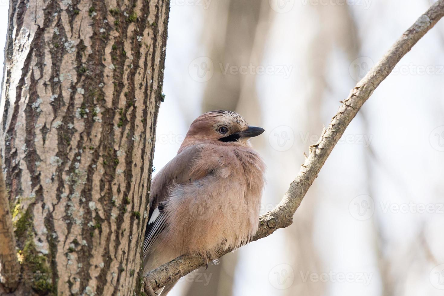 Garrulus glandarius su un' ramo foto