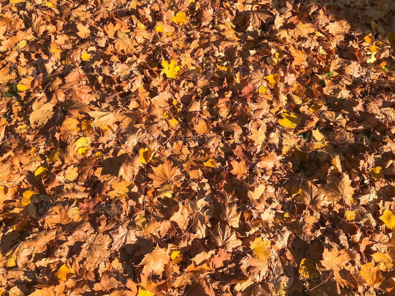 struttura, naturale tappeto di asciutto caduto autunno naturale giallo arancia rosso le foglie. il sfondo foto