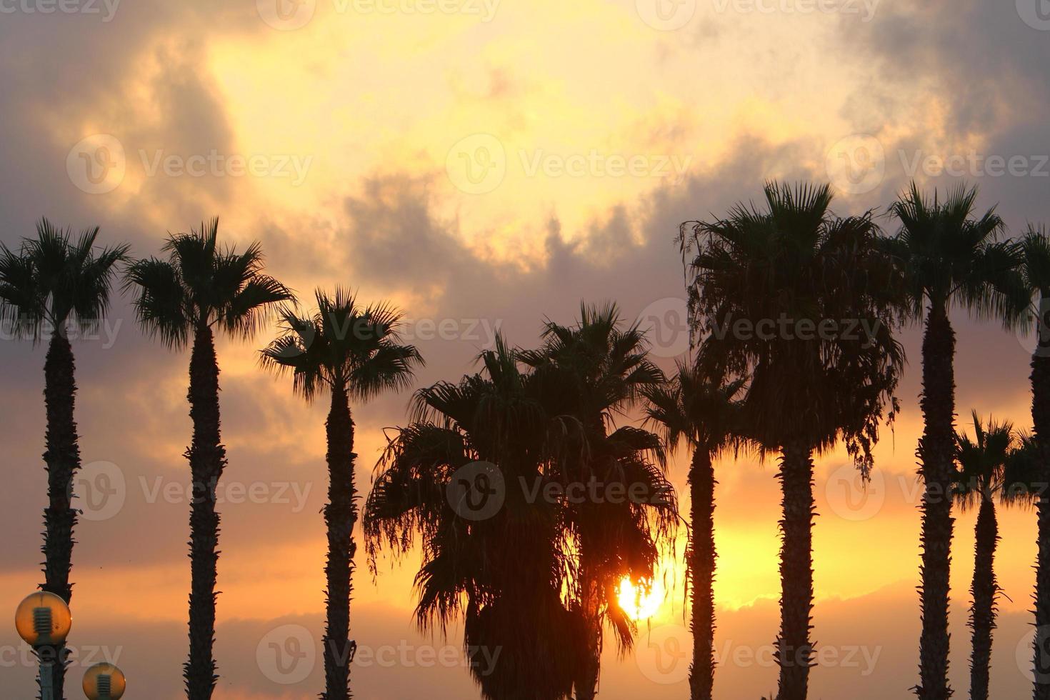 palma alberi nel città parco durante Alba foto