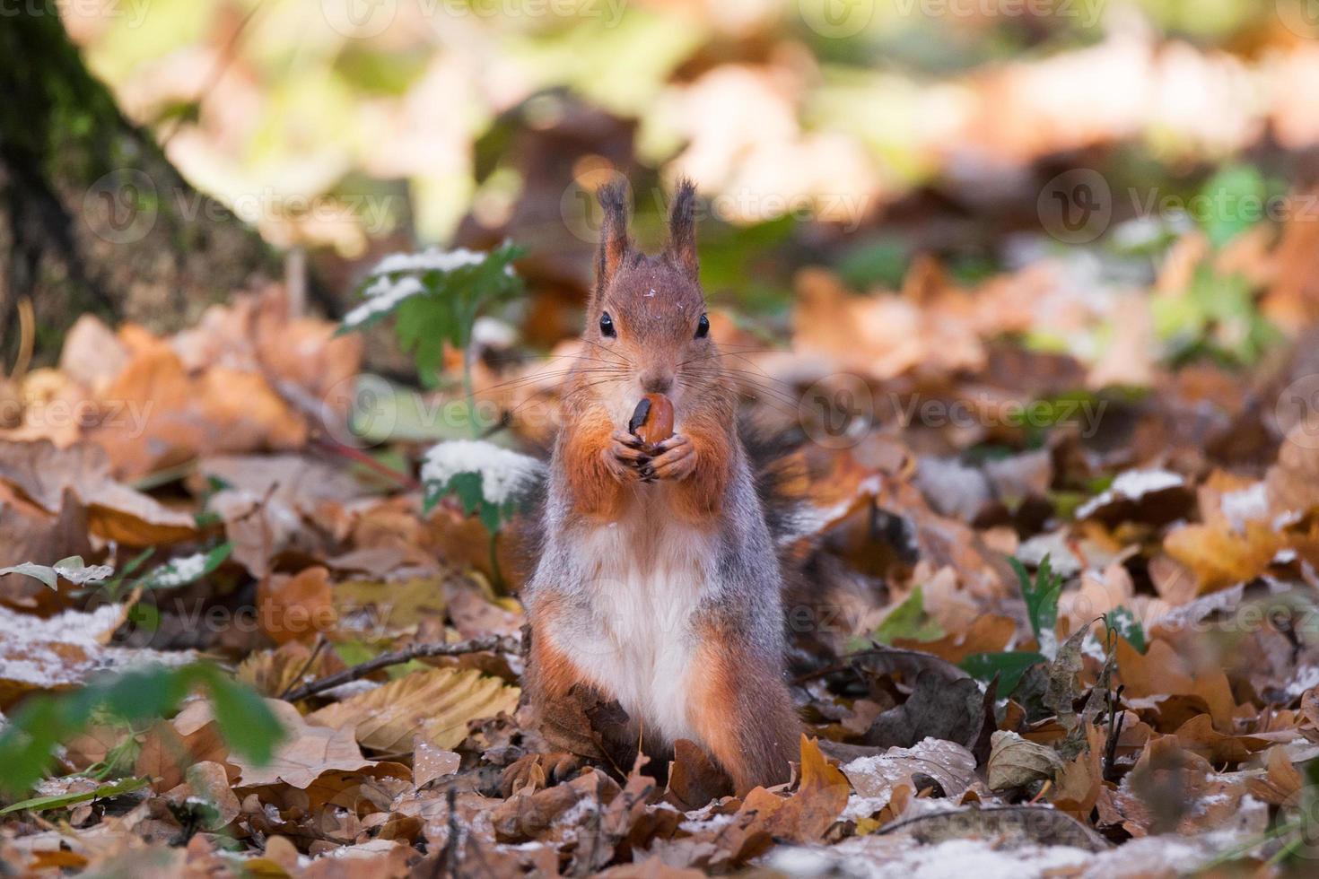 rosso scoiattolo su un' ramo nel autunno foto