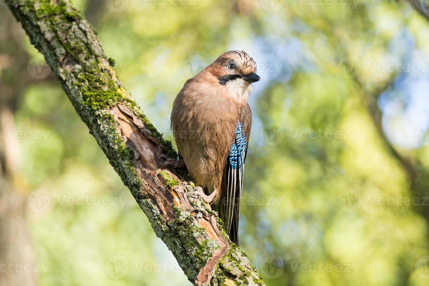 Garrulus glandarius su un' ramo foto