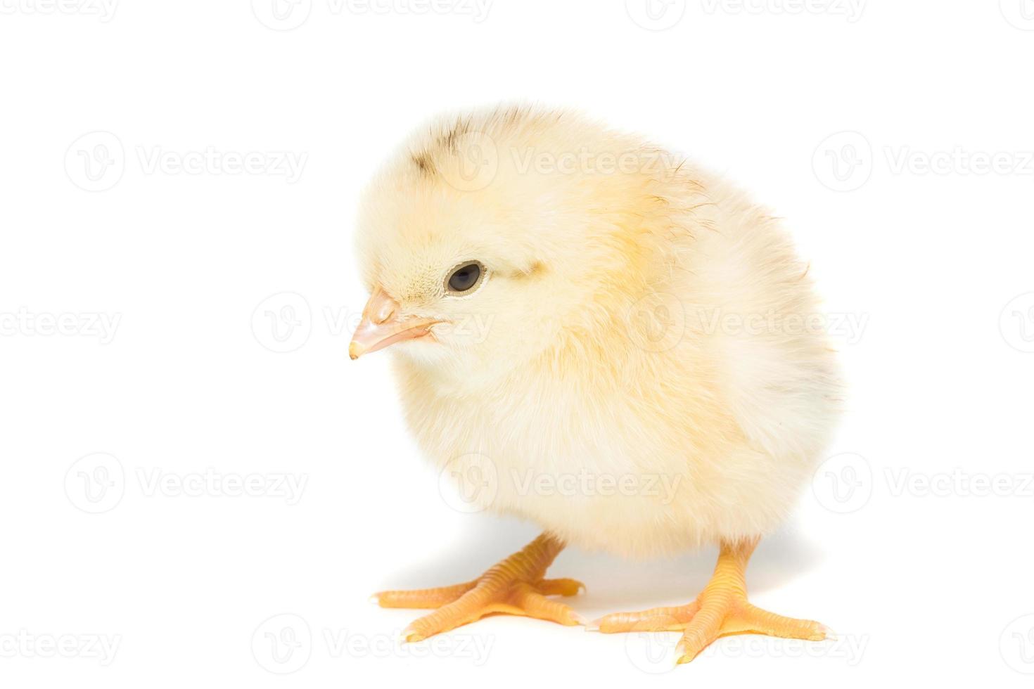 pollo su sfondo bianco foto