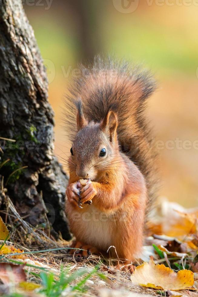 scoiattolo nel il autunno parco foto