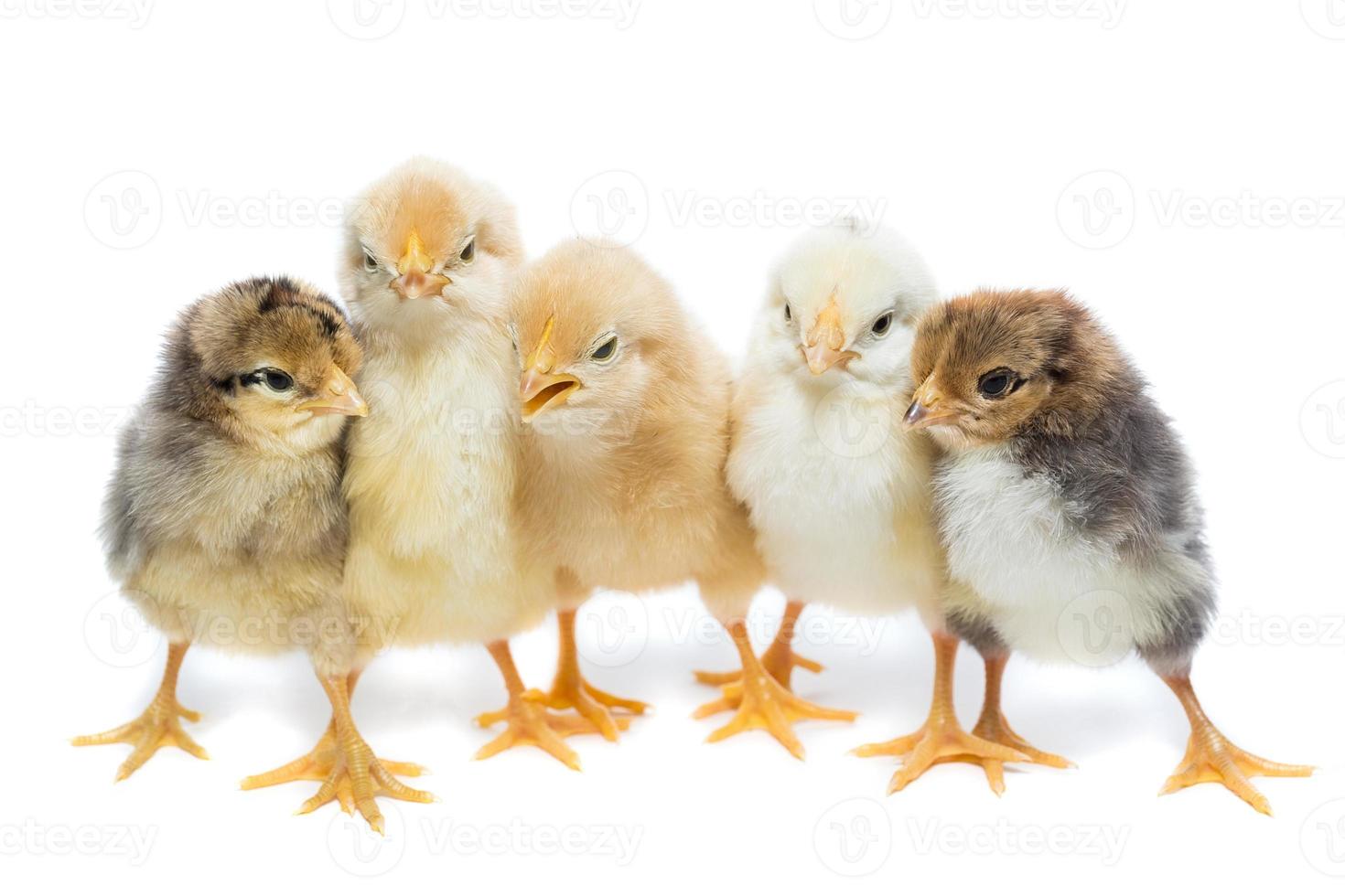 cinque polli su bianca sfondo foto