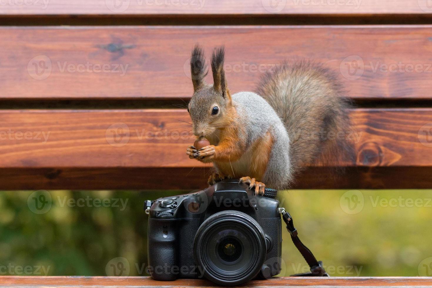 scoiattolo fotografie su il telecamera