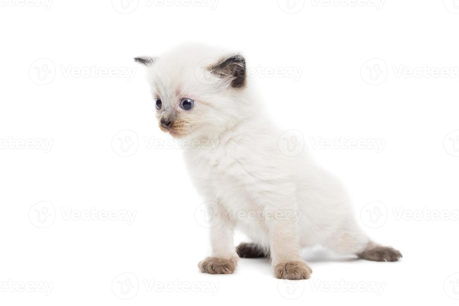 gattino su uno sfondo bianco foto