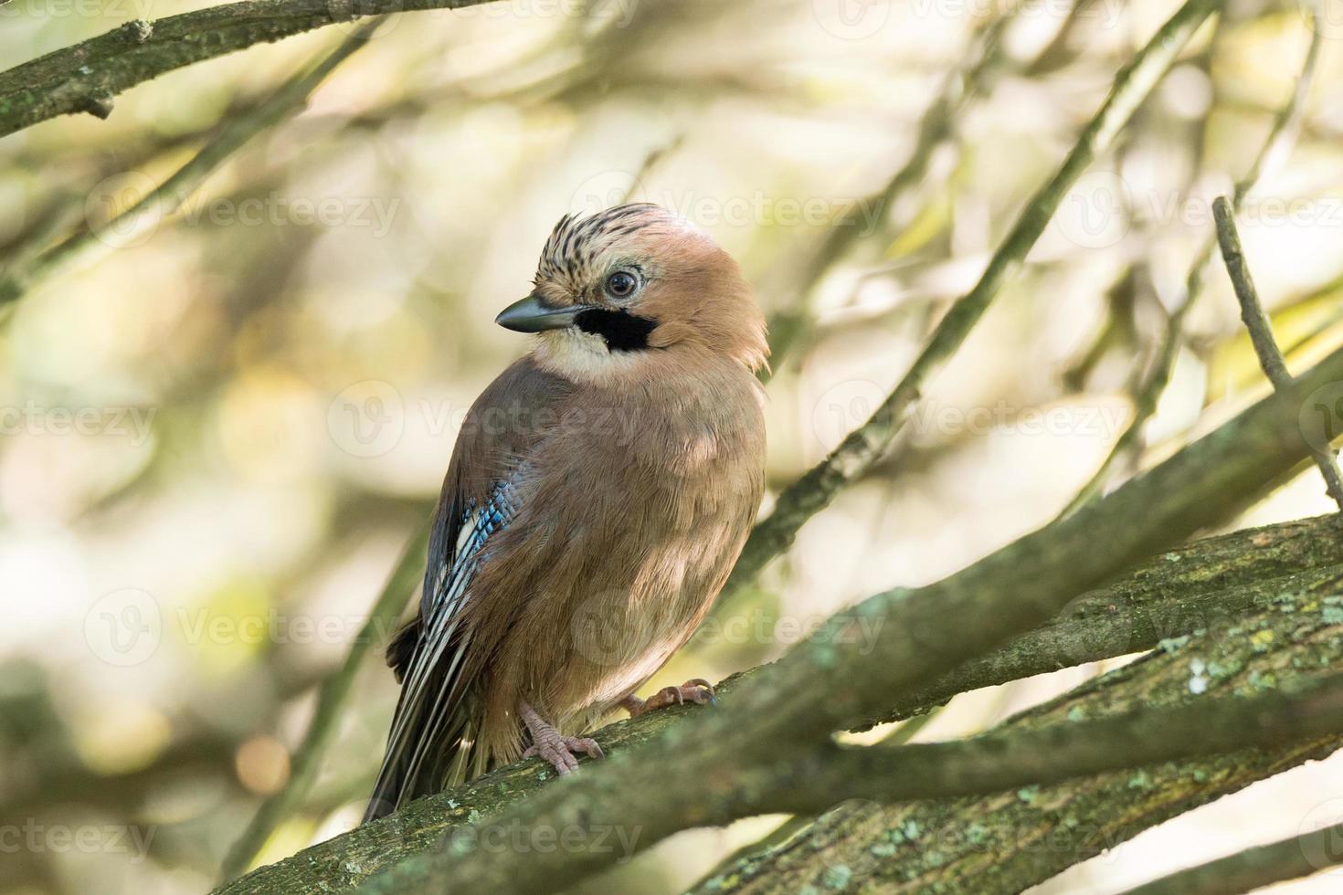 Garrulus glandarius su un' ramo foto