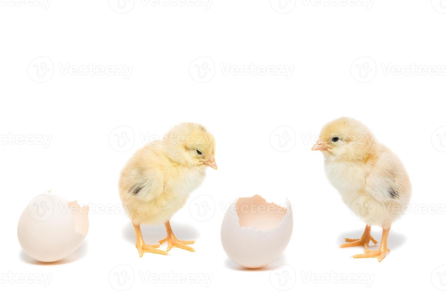 Due polli su bianca sfondo foto