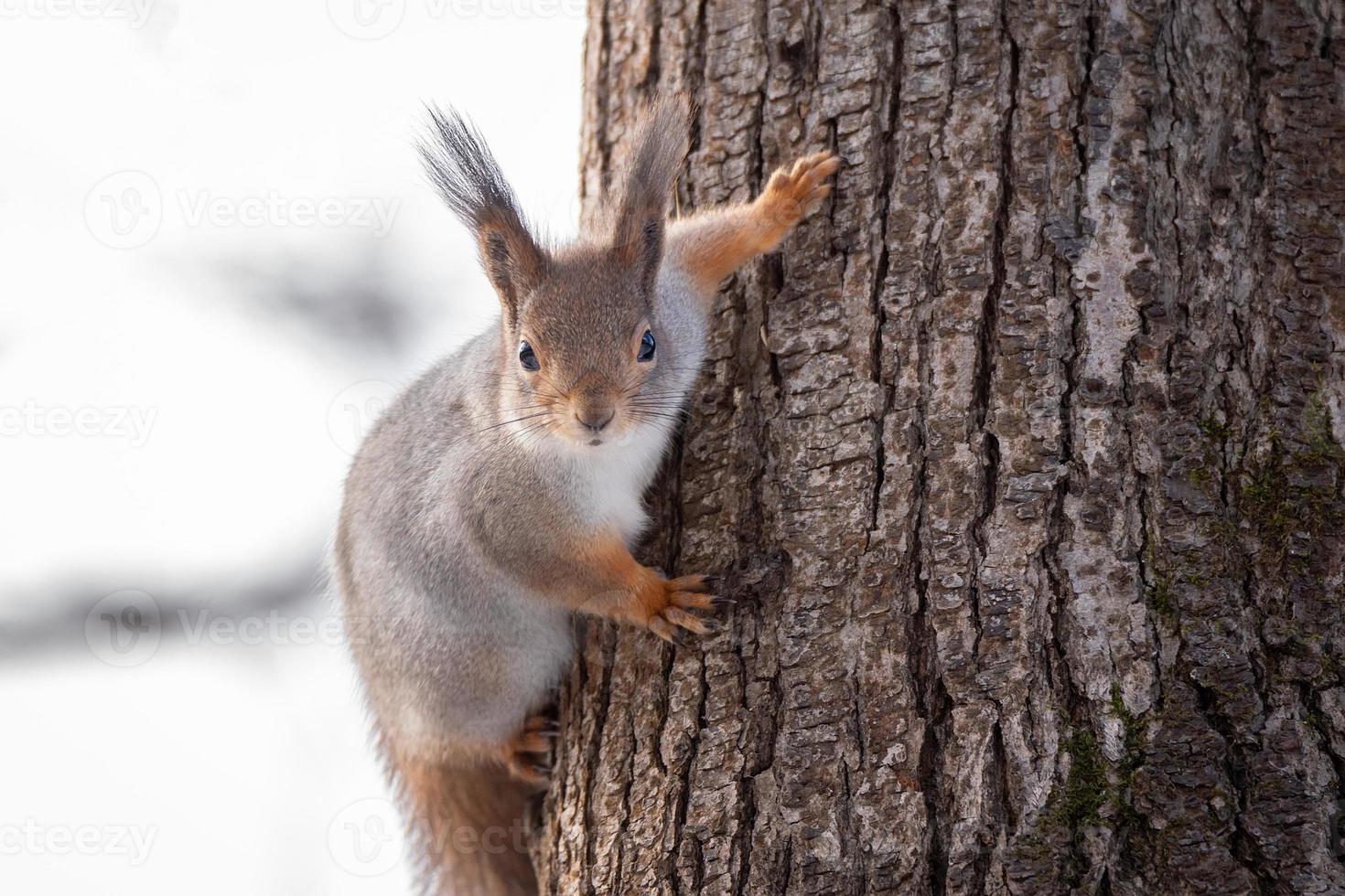 scoiattolo albero nel inverno foto