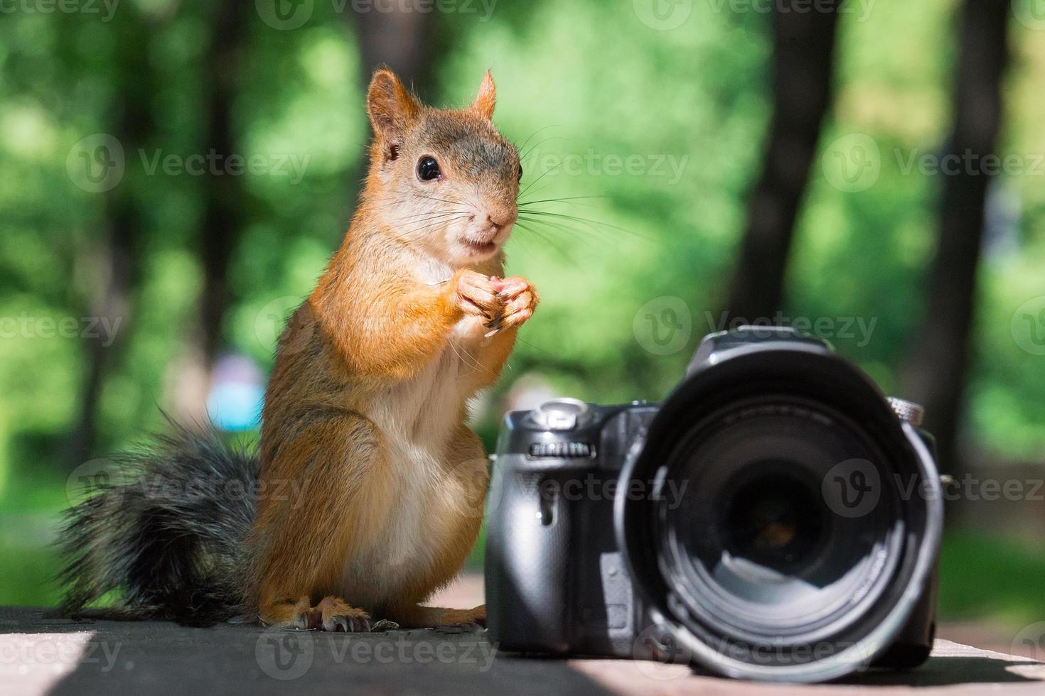 scoiattolo e telecamera foto