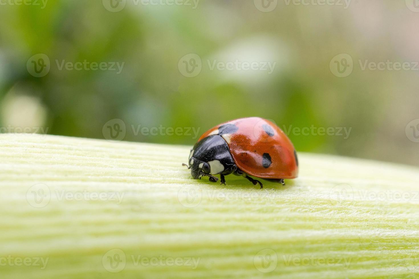 coccinella su un' foglio di Mais foto