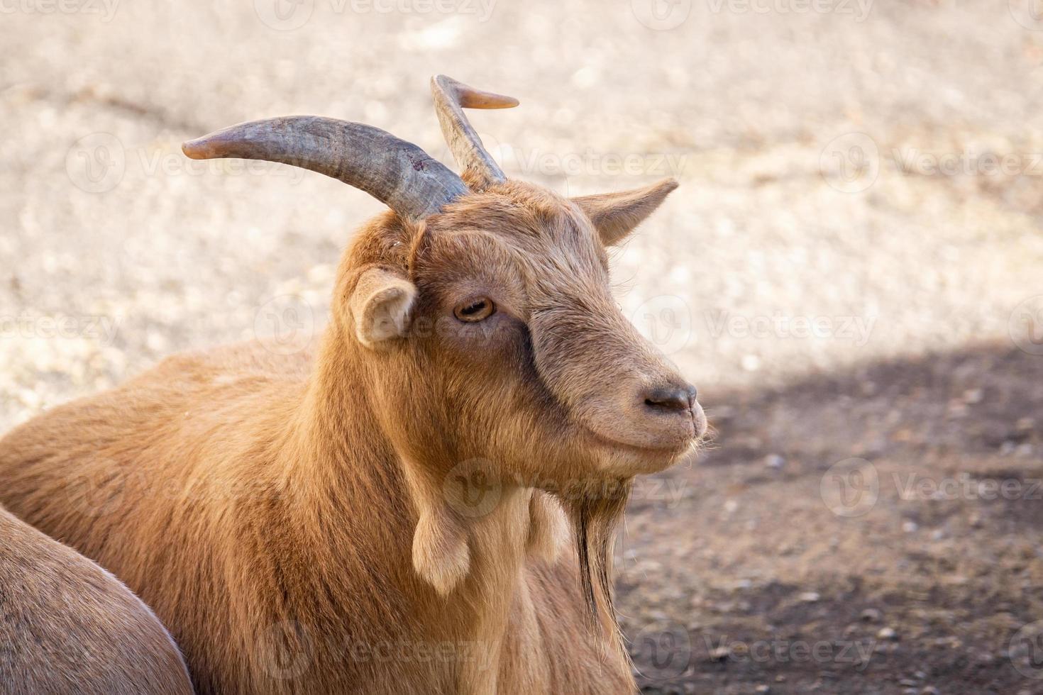 capra nel natura foto