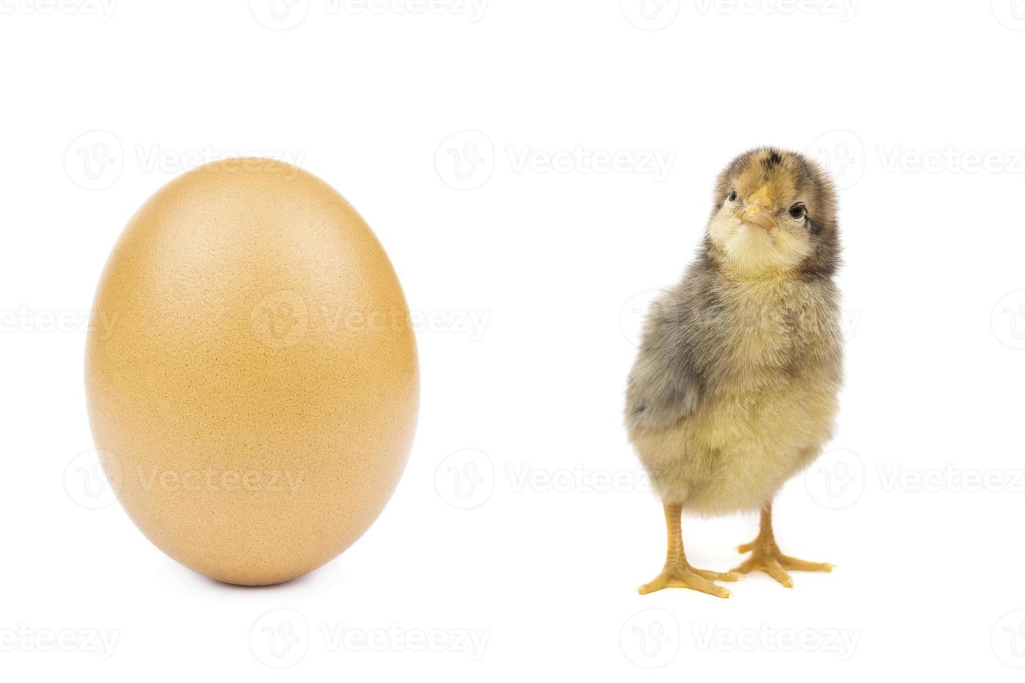 coniglio pollo uovo bianca sfondo foto