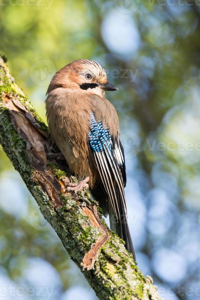 Garrulus glandarius su un' ramo foto