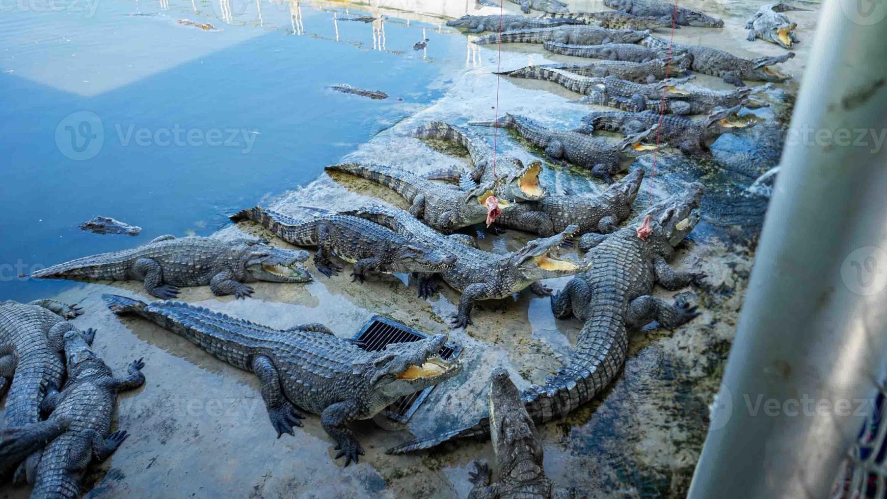 parecchi grande coccodrilli erano Affamato per cibo foto