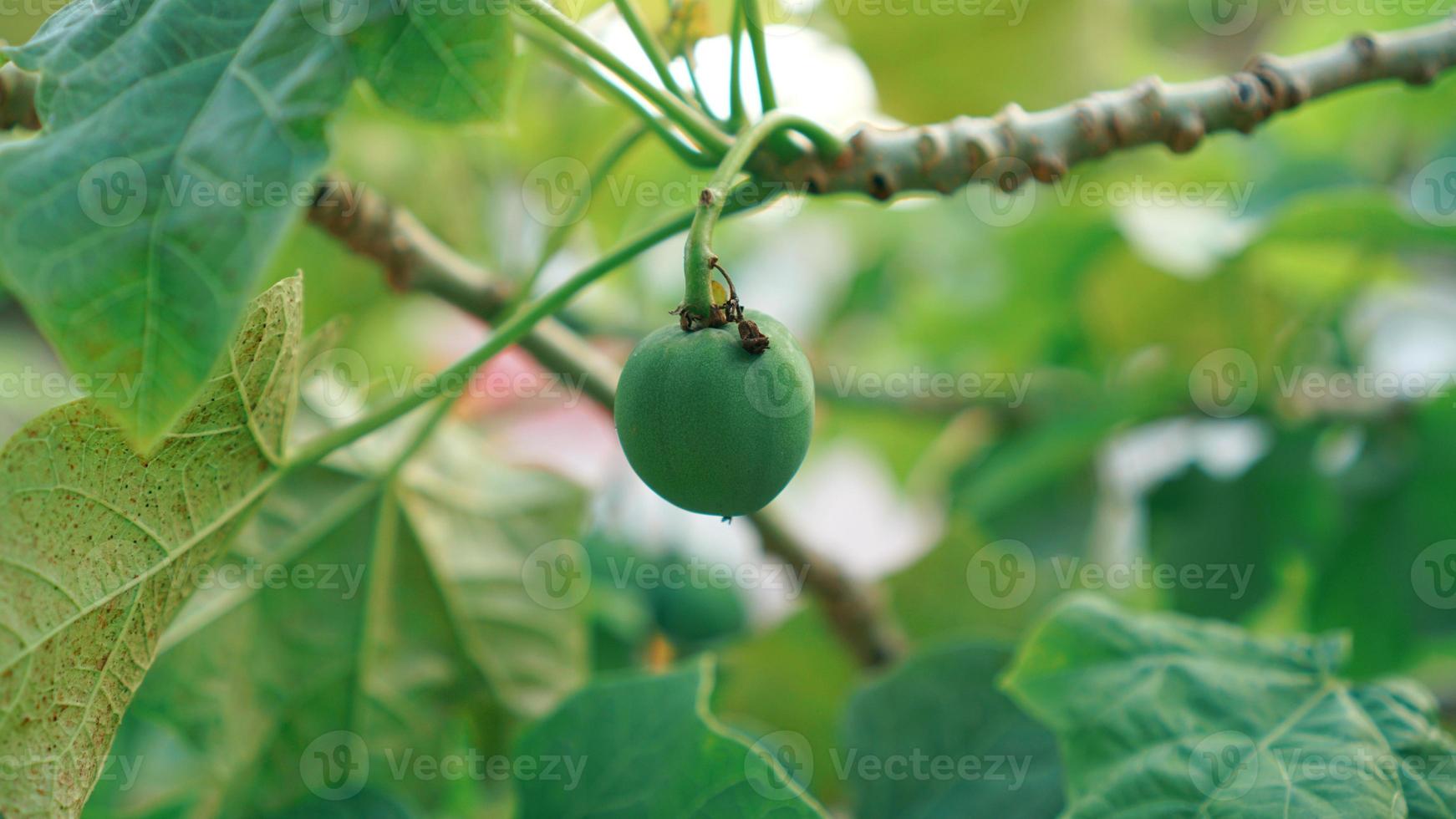 verde ricino frutta pianta foto