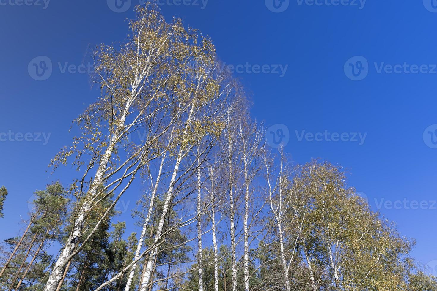 soleggiato autunno tempo metereologico nel un' betulla foresta con un' blu cielo foto