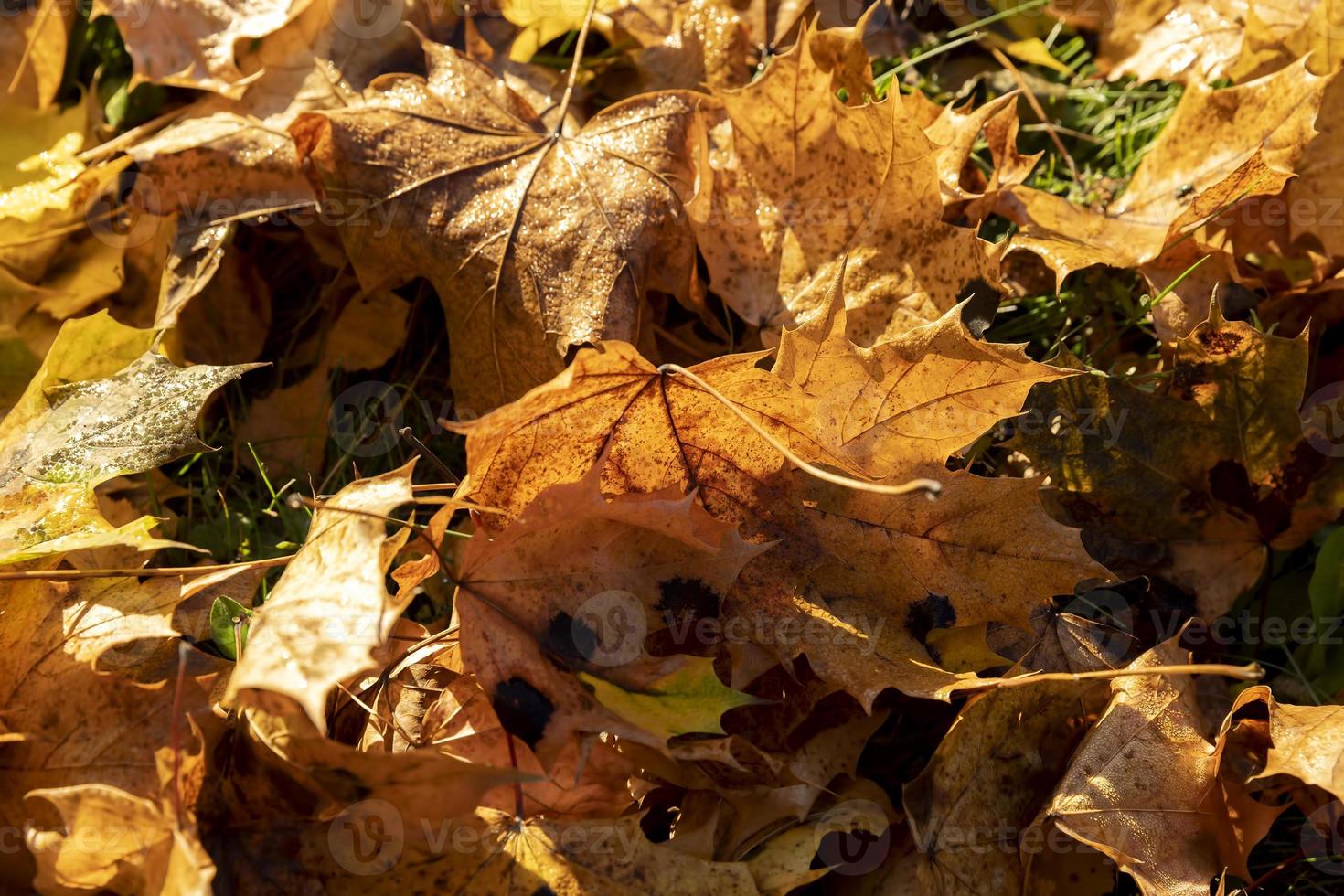 acero albero fogliame nel autunno foto