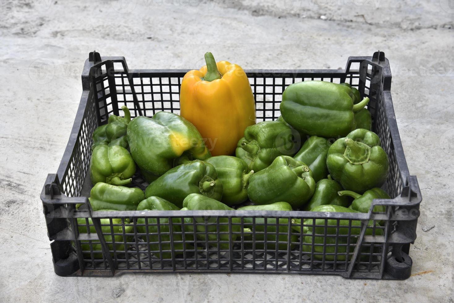 cestino con verde e giallo Pepe frutta. raccolta Pepe nel il autunno giardino. grande Pepe frutta. foto