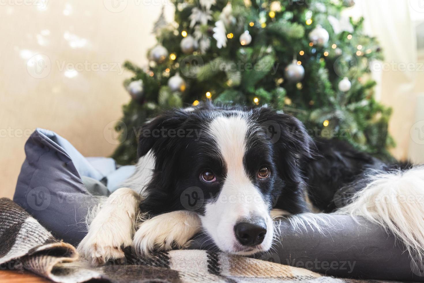 divertente ritratto di carino cucciolo cane confine collie dire bugie giù vicino Natale albero a casa al chiuso. preparazione per vacanza. contento allegro Natale tempo concetto. foto