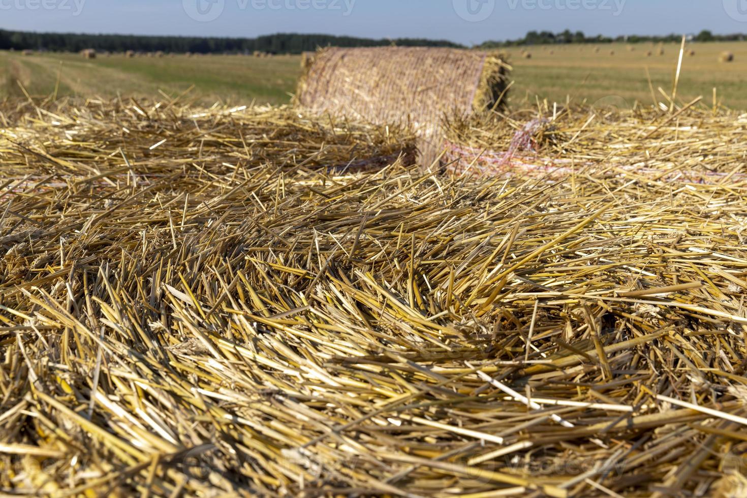 un' campo con cereali nel il estate foto