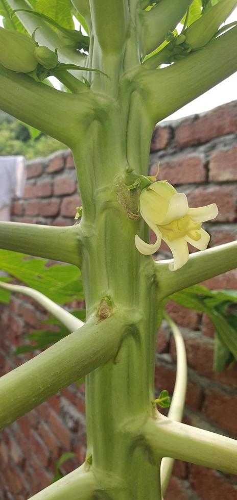 un' foto di un' femmina fiore a partire dal un' naturale papaia fiore