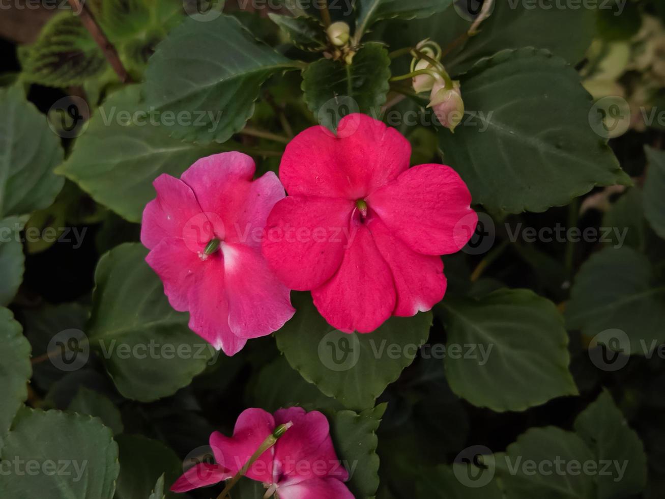 impatiens walleriana fiori fioritura e bellissimo nel il giardino foto