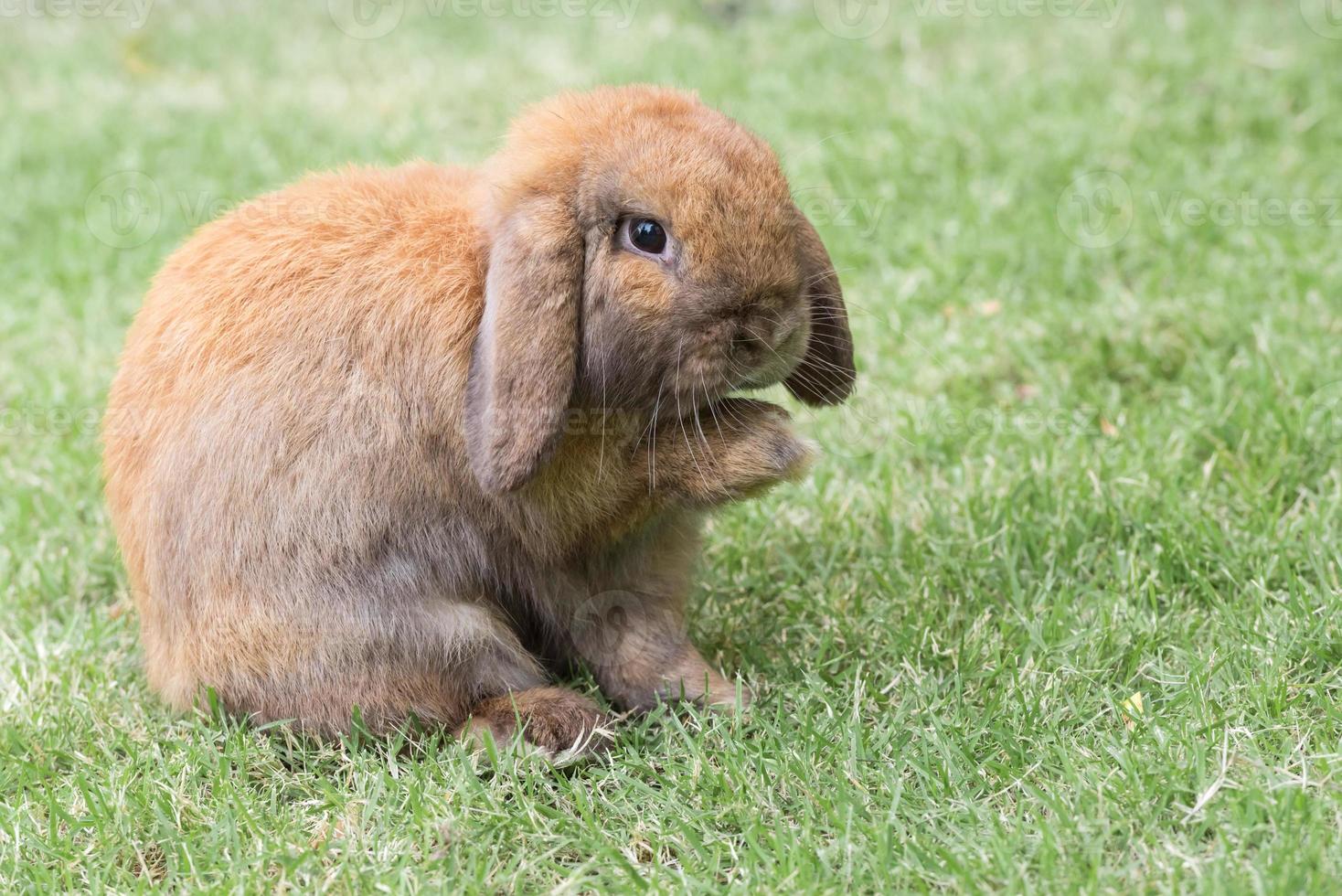coniglio su verde erba. casa decorativo coniglio all'aperto. poco coniglietto, anno di il coniglio zodiaco, Pasqua coniglietto. foto
