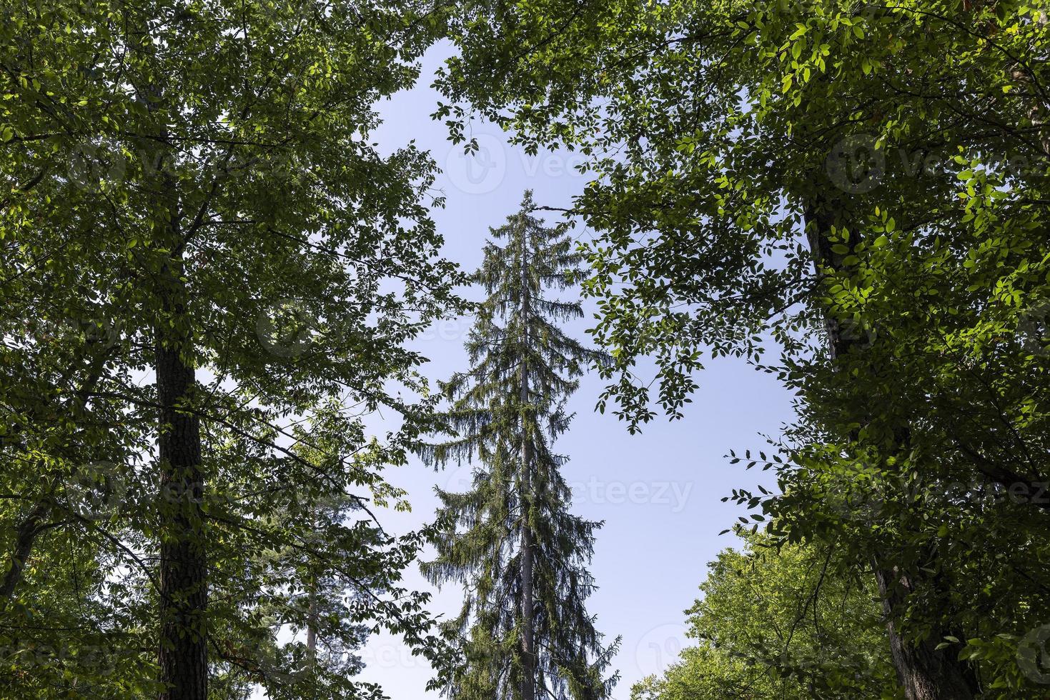 alberi nel un' misto foresta nel estate foto