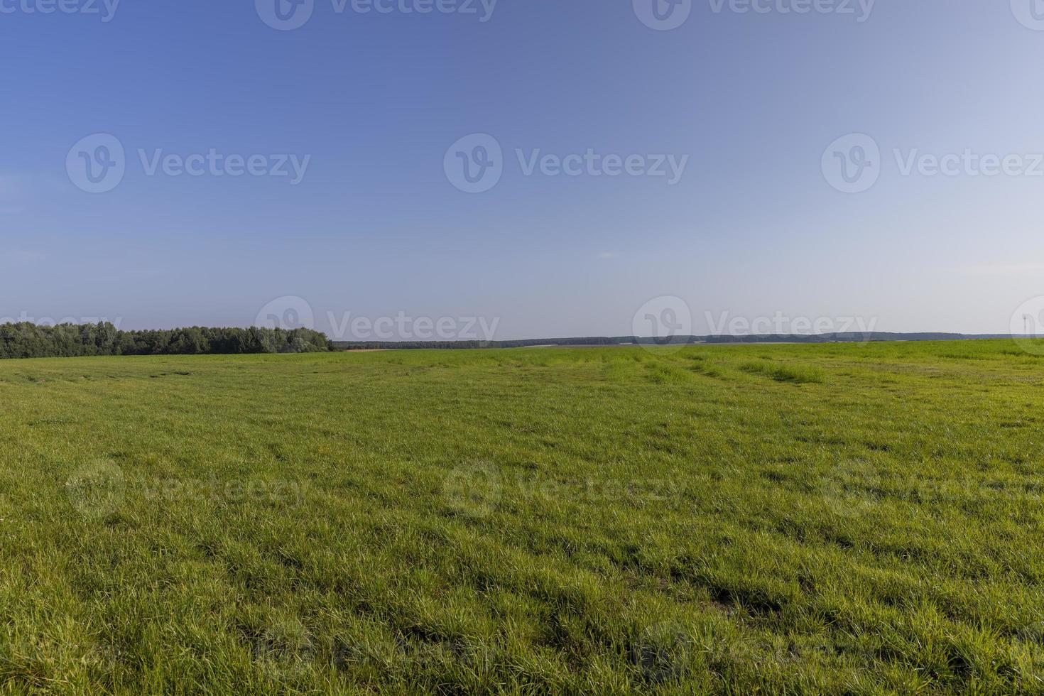 campo con erba per raccolta foraggio per mucche foto