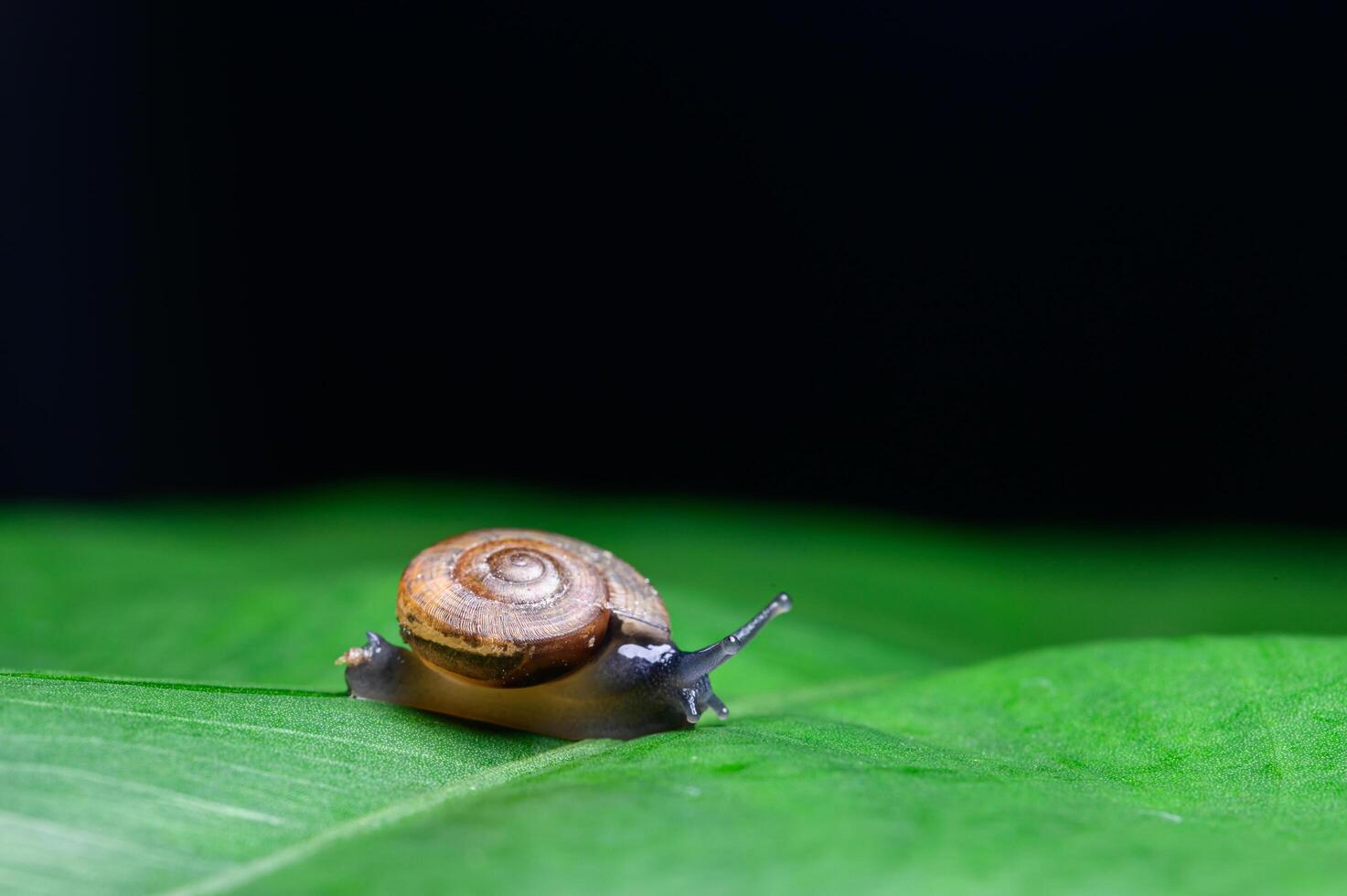 lumaca sulla foglia su sfondo nero foto