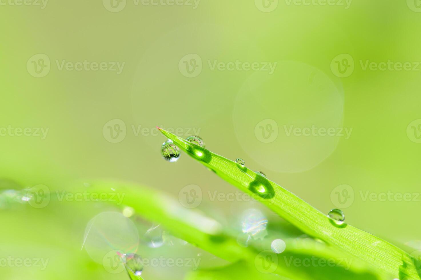 gocce d'acqua sull'erba foto