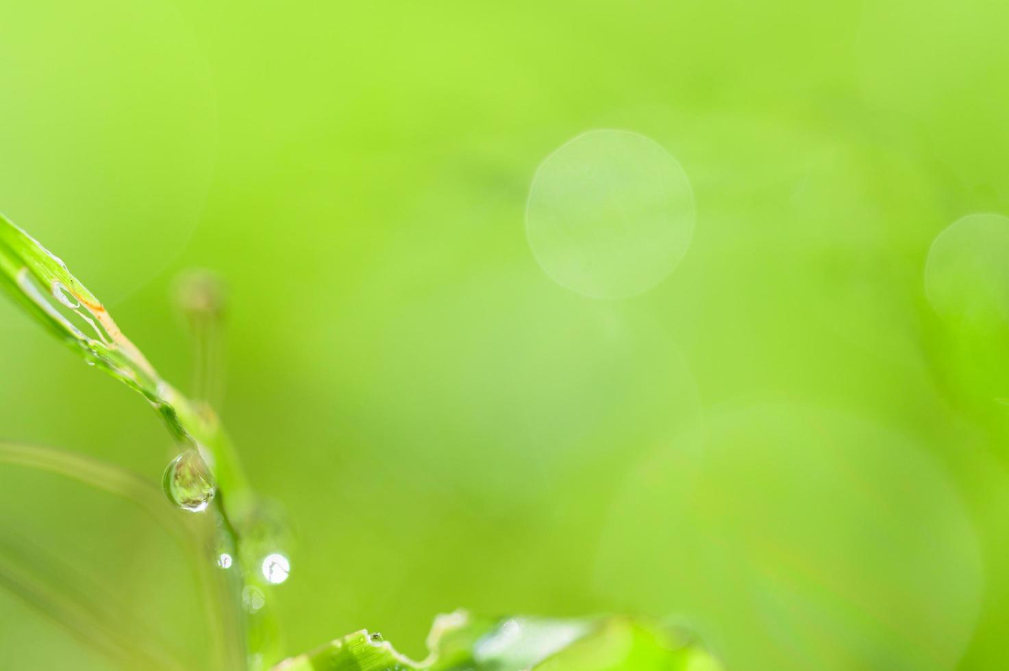 gocce d'acqua sull'erba foto