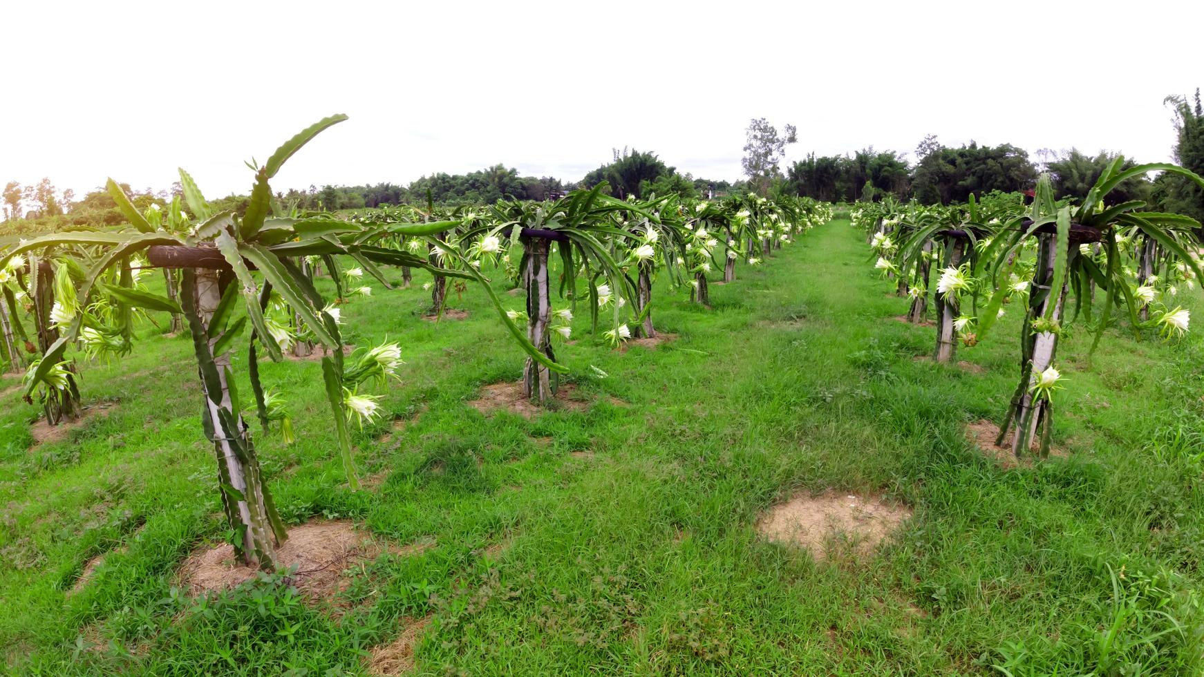 il fiore del frutto del drago sta fiorendo in estate foto