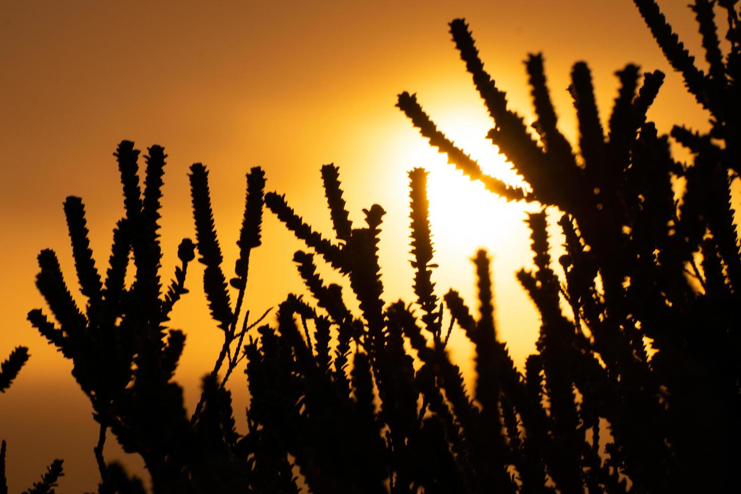 silhouette di vita vegetale all'alba foto