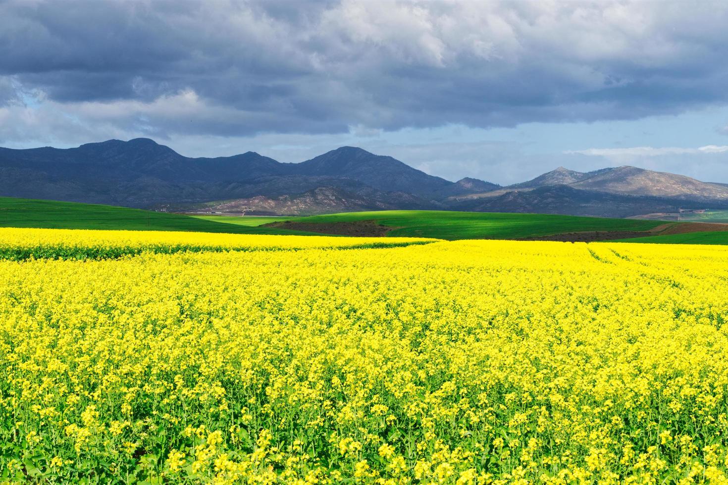 Caledon Canola Fields foto